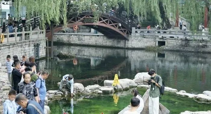 泉涌荷開正當時?，盛夏的濟南甚“荷”我意